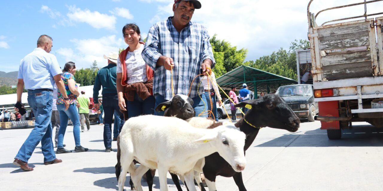 Consolida Hidalgo su liderazgo nacional en producción ovina y acuícola 