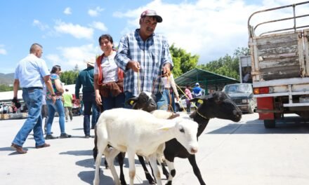 Consolida Hidalgo su liderazgo nacional en producción ovina y acuícola 